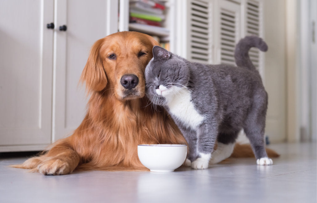 How To Remove Pet Hair From Carpet