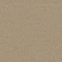 Severus Carpet