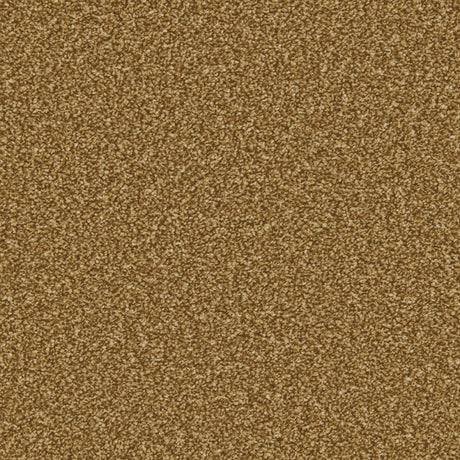 Apollo Plus Carpet
