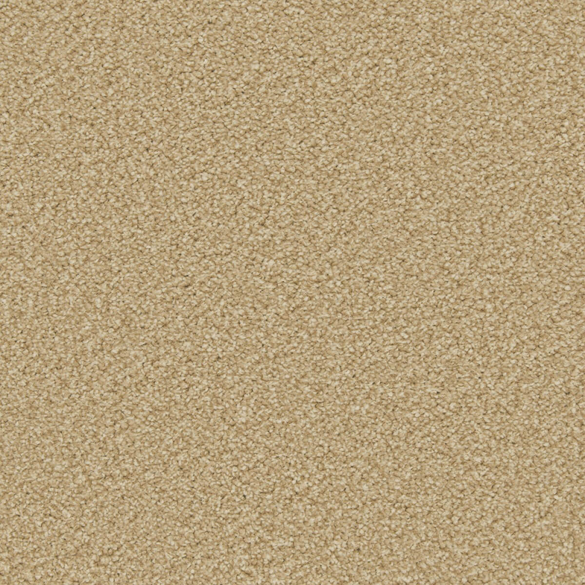 Apollo Plus Carpet