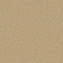 Apollo Plus Carpet