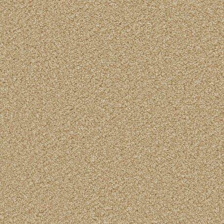 Apollo Plus Carpet