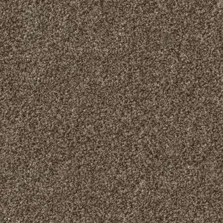 Apollo Plus Carpet