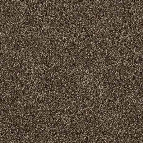 Apollo Plus Carpet