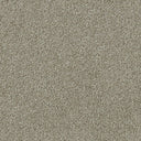 Apollo Plus Carpet