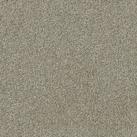 Apollo Plus Carpet
