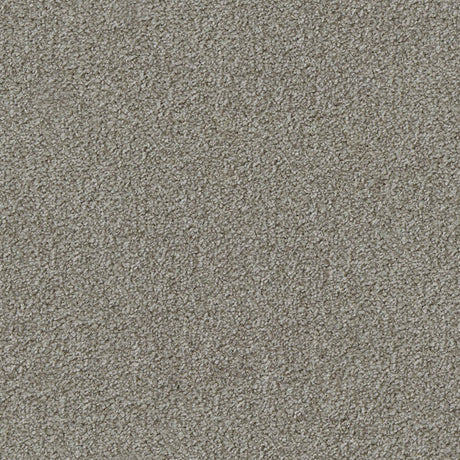 Apollo Plus Carpet