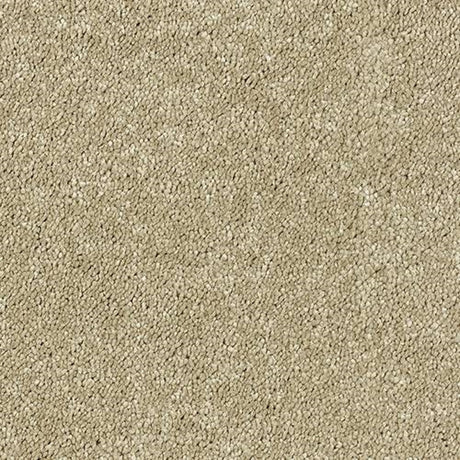 Sophisticat Carpet