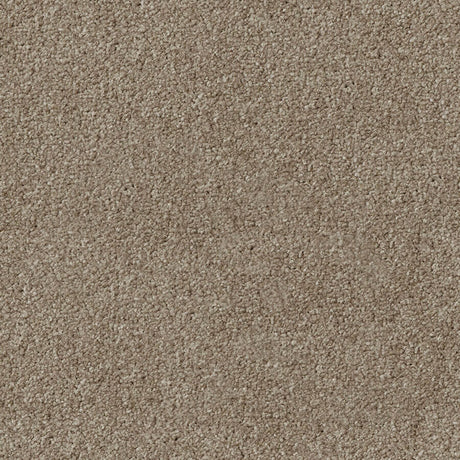 Apollo Plus Carpet